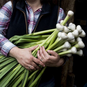Cebollas Cambray